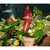 Криптокорина родственная  Cryptocoryne affinis