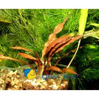 Криптокорина белеющая в горшке  Cryptocoryne albida