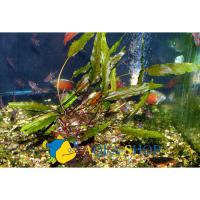 Криптокорина Петча (5 штук)  Cryptocoryne beckettii Рetchii