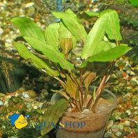 Криптокорина Петча в горшке  Cryptocoryne beckettii Рetchii