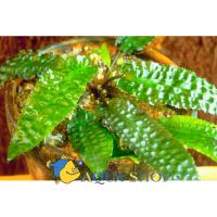 Криптокорина Гудоро  Cryptocoryne hudoroi