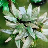 Криптокорина маленькая  Cryptocoryne minima