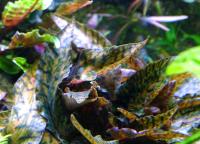 Криптокорина нури  Cryptocoryne nurii