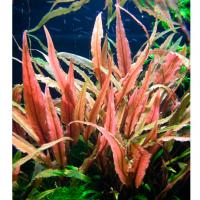 Криптокорина волнистая красная в горшке  Cryptocoryne undulata Red