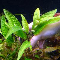 Криптокорина устери в горшке  Cryptocoryne usteriana