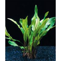 Криптокорина Валкера желтая (Лютеа) в горшке  Cryptocoryne walkeri (C.lutea)