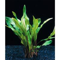 Криптокорина Валкера желтая (Лютеа) (5 штук)  Cryptocoryne walkeri (C.lutea)