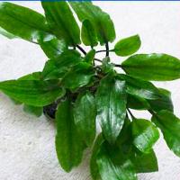 Криптокорина Вендта Широколистная в горшке  Cryptocoryne wendtii Broad Leaf