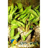 Криптокорина Вендта Зеленая в горшке  Cryptocoryne wendtii var. Green