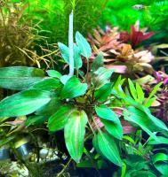 Криптокорина Вендта Закат во Флориде  Cryptocoryne wendtii var. Florida sunset