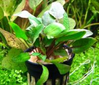 Криптокорина Вендта Тропика в горшке  Cryptocoryne wendti Tropica