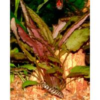 Криптокорина Вендта Ми Ойя (пучок)  Cryptocoryne wendtii MI OYA