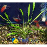 Криптокорина блестящая Люценс (пучок)  Cryptocoryne lucens