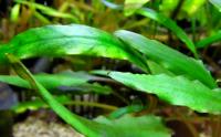 Криптокорина Шри Ланка  Cryptocoryne Sri Lanka