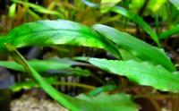 Криптокорина Шри Ланка  Cryptocoryne Sri Lanka