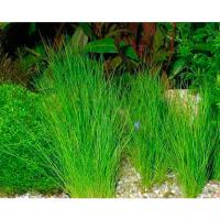 Элеохарис игольчатый в лоточке  Eleocharis acicularis
