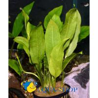 Эxинодорус амазонский, Амазонка в горшке  Echinodorus amazonicus