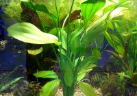 Эxинодорус аргентинский  Echinodorus argentinensis