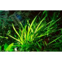 Эхинодорус боливийский  Helanthium bolivianum