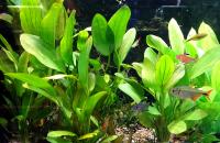 Эxинодорус крупнолистный в горшке  Echinodorus grandifolius