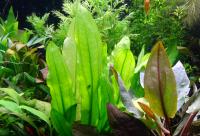 Эxинодорус Марти (Майер) в горшке  Echinodorus martii [E. major]