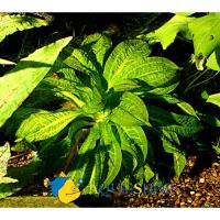 Эxинодорус мелкоцветный Тропика в горшке  Echinodorus parviflorus Tropica