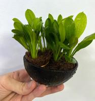 Эxинодорус мелкоцветный Тропика (пучок)  Echinodorus parviflorus Tropica