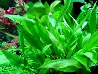 Эxинодорус четыреxреберный в горшке  Helanthium bolivianum Quadricostatus
