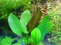 Эхинодорус Барта  Echinodorus bartii