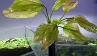 Эxинодорус Тигровый зеленый в горшке  Echinodorus Green Tiger