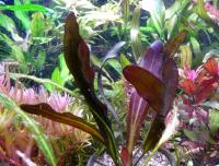 Эхинодорус Весёлая семейка (красный)  Echinodorus Funny family (Red)