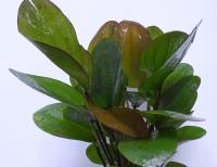 Эxинодорус Большой медведь в горшке  Echinodorus Groser Bar