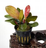 Эxинодорус Красный жемчуг в горшке  Echinodorus Hadi Red Pearl