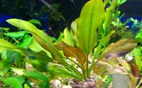 Эхинодорус Малый медведь  Echinodorus Kleiner Bar