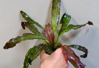 Эхинодорус Хамелеон  Echinodorus Chameleon