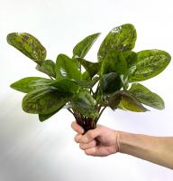 Эxинодорус Мраморный шоколад в горшке  Echinodorus Marble Chocolate