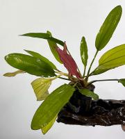 Эxинодорус Красный алмаз в горшке  Echinodorus Red Diamond