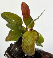 Эxинодорус Оцелот красный в горшке  Echinodorus Ozelot red