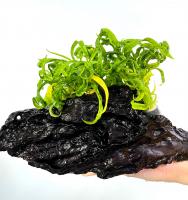 Эxинодорус Везувий (пучок)  Helanthium bolivianum Vesuvius