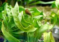 Эxинодорус Везувий  Helanthium bolivianum Vesuvius