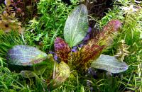 Эхинодорус Зелёное пламя в горшке  Echinodorus sp. Green flame