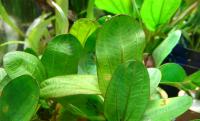 Эхинодорус Мраморная королева в горшке  Echinodorus Marble queen