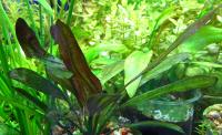 Эxинодорус "Йени" в горшке MEchinodorus "Yeni"