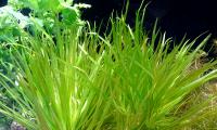 Бликса японская (5 штук)  Blyxa japonica