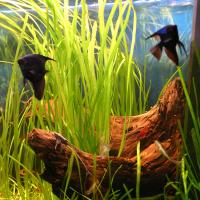 Валлиснерия (пучок)  Vallisneria sp.