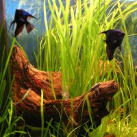 Валлиснерия (10 штук)  Vallisneria sp.