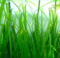 Валлиснерия американская Гигантская в горшке  Vallisneria americana var. americana Gigantea (V. Gigantea)