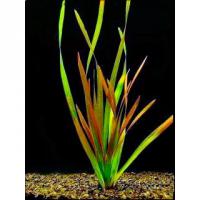 Валлиснерия американская красная серпанта  Vallisneria americana var. Rubra Serpenta