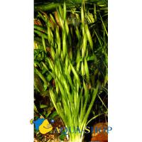 Валлиснерия азиатская MVallisneria asiatica