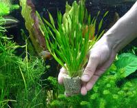 Валлиснерия спиральная крученолистная (10 штук)  Vallisneria spiralis var. spiralis [V. michelii, V. jacquini, V. pusilla]